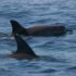 Dolphins at Capo Caccia